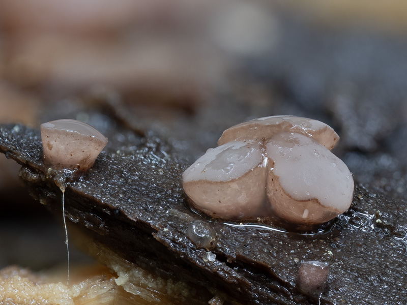 Ombrophila violacea